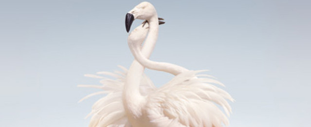 Attak, lo nuevo de Rustie Attak, lo nuevo de Rustie