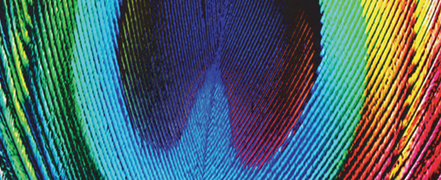 Peacock es el nuevo álbum de Osunlade Peacock es el nuevo álbum de Osunlade