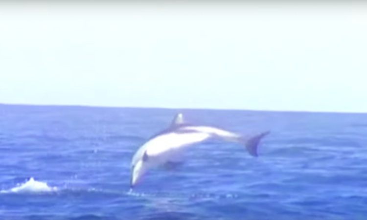 Los delfines son los mejores amigos de Rustie Los delfines son los mejores amigos de Rustie